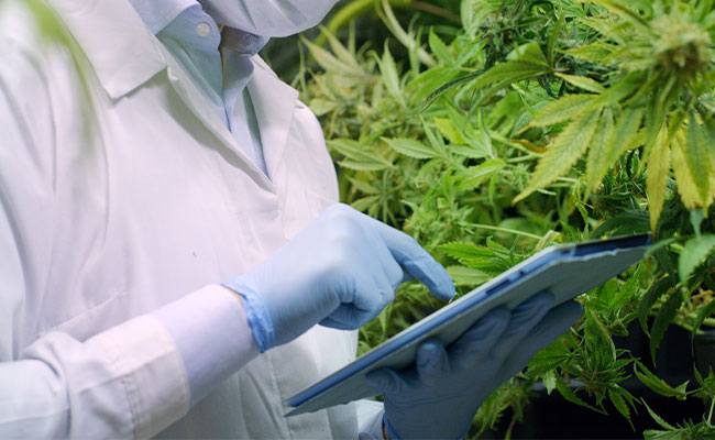 ERP Software for the Cannabis Industry